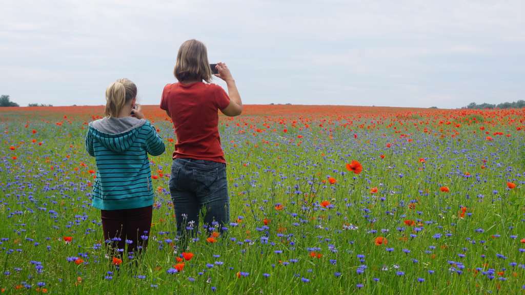 2 Mädchen stehen mit dem Rücken zum Betrachter im Mohnfeld. Beide fotografieren die Blumenwiese, eben "Internet und echtes Leben". Foto: Christian Buggisch.