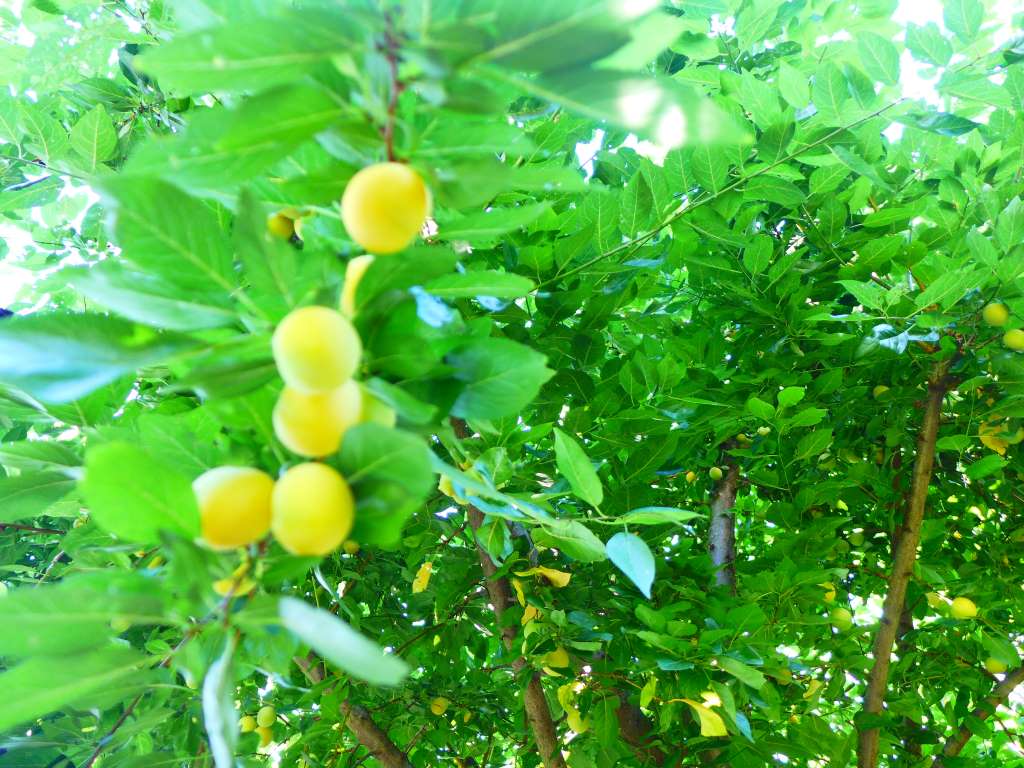 Baum mit gelben Pflaumen für 12von12. Stoff für Marmelade.