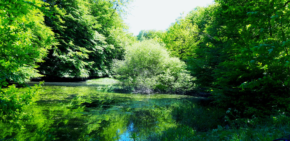 Die Museumswelt in KW 24 von 2020 ist so vielfältig wie die Natur mit Teich im Weserbergland. Museumsblogs inspirieren.